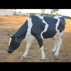 Real Size Cow Statue.Life Size Handmade Cow Statue For Sale